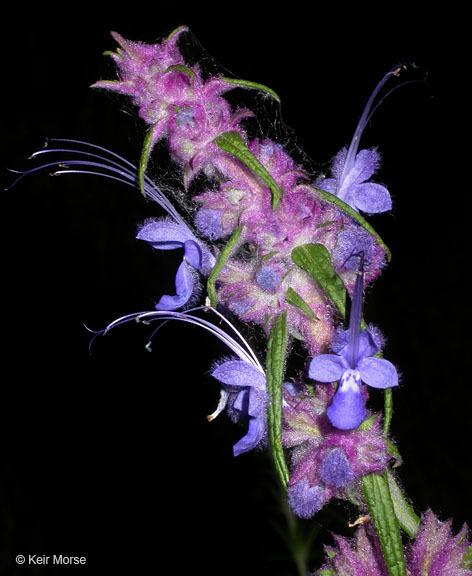 Trichostema lanatum Benth. resmi