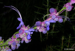 Trichostema lanatum Benth. resmi