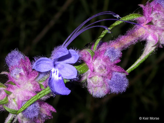 Image of woolly bluecurls