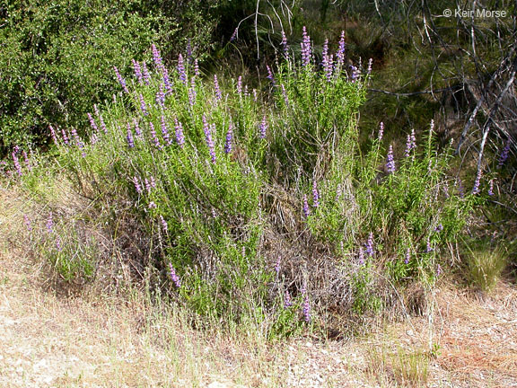 Image of woolly bluecurls