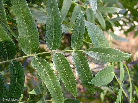 Image of Northern California walnut