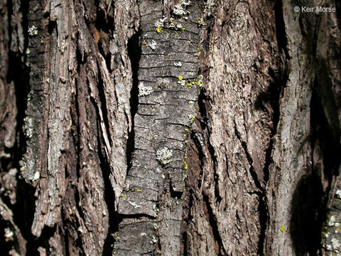 Image of Northern California walnut