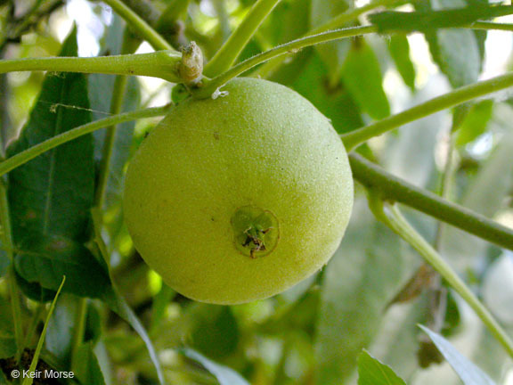 Image of Northern California walnut