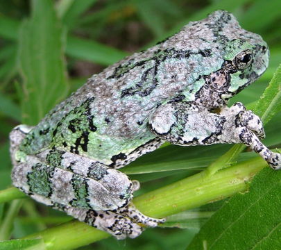 Image of Common Gray Treefrog