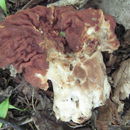 Imagem de Gyromitra