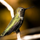 Image of Calypte Gould 1856