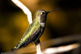 Image of Anna's Hummingbird