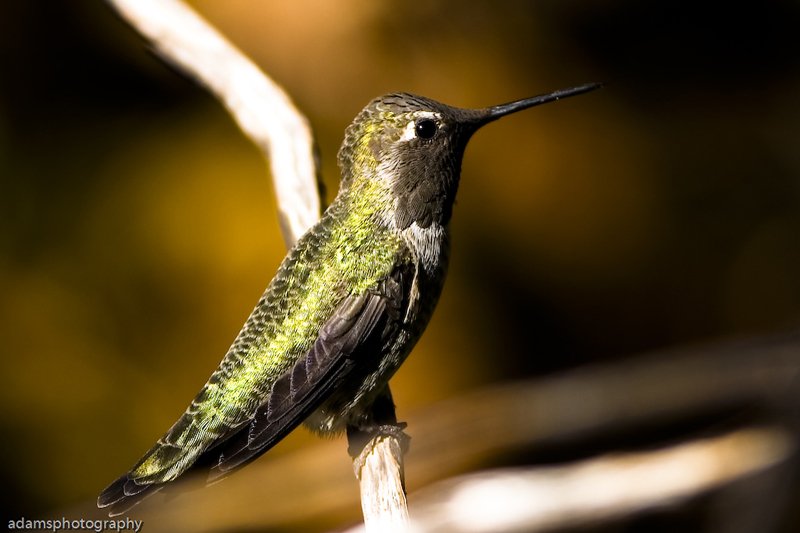 Image of Anna's Hummingbird