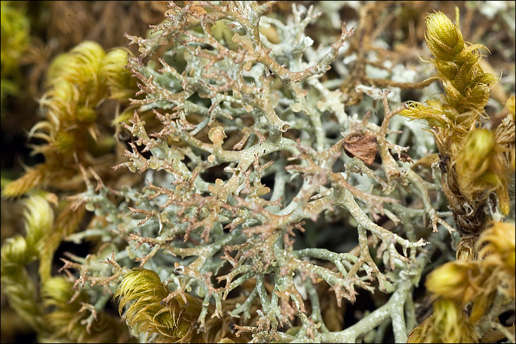 Image de <i>Cladonia rangiformis</i>