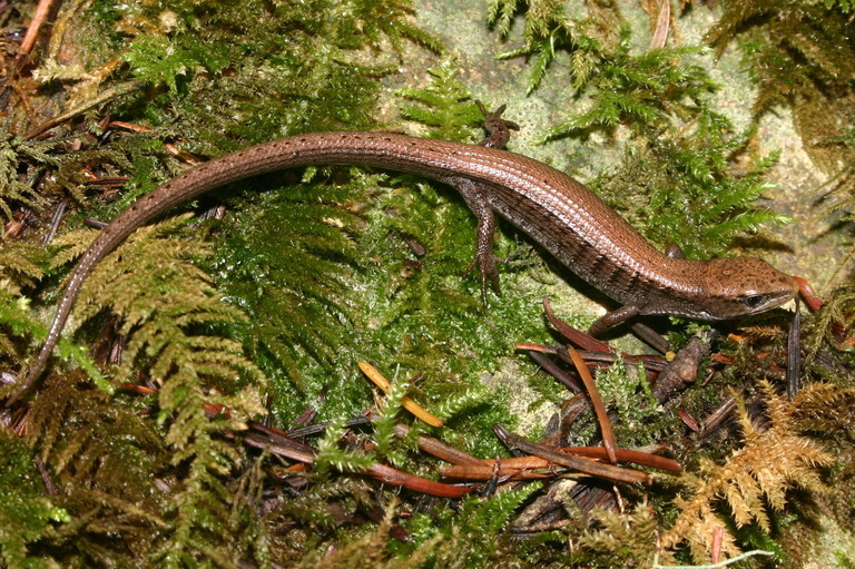 Image of northern alligator lizard