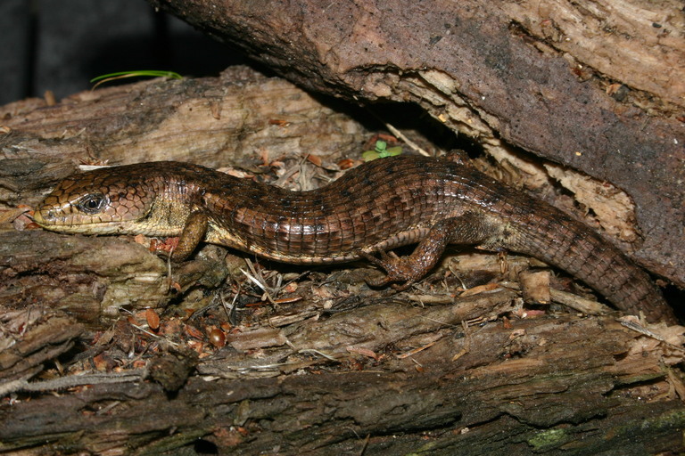 Image of northern alligator lizard