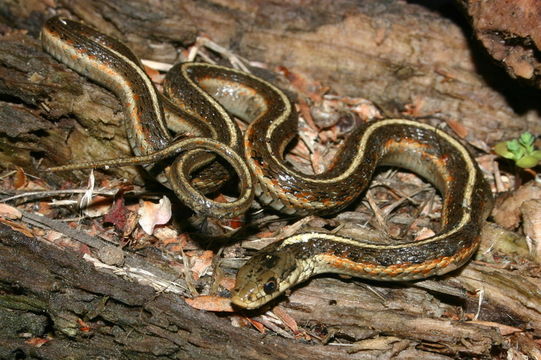 Image of Terrestrial (Wandering) Garter Snake