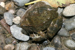 Image of Foothill yellow-legged frog