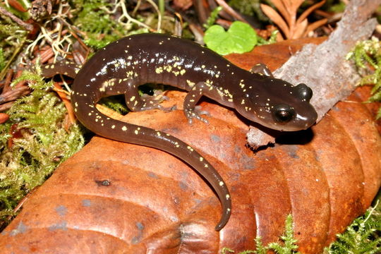 Image of Arboreal Salamander