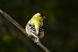 Image of American Goldfinch