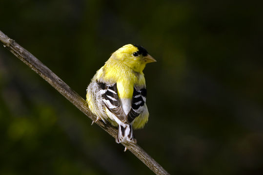 Imagem de Spinus tristis (Linnaeus 1758)