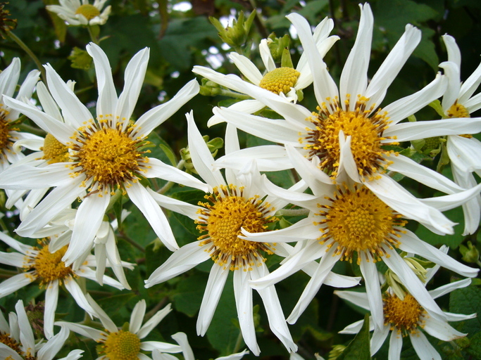 Image of Montanoa grandiflora (DC.) Hemsl.