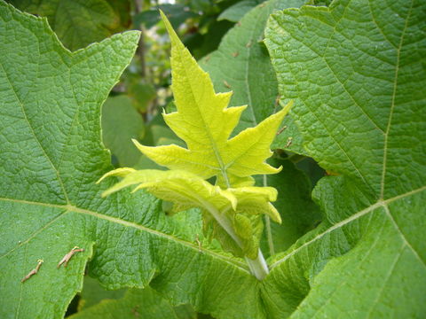 Image of Montanoa grandiflora (DC.) Hemsl.