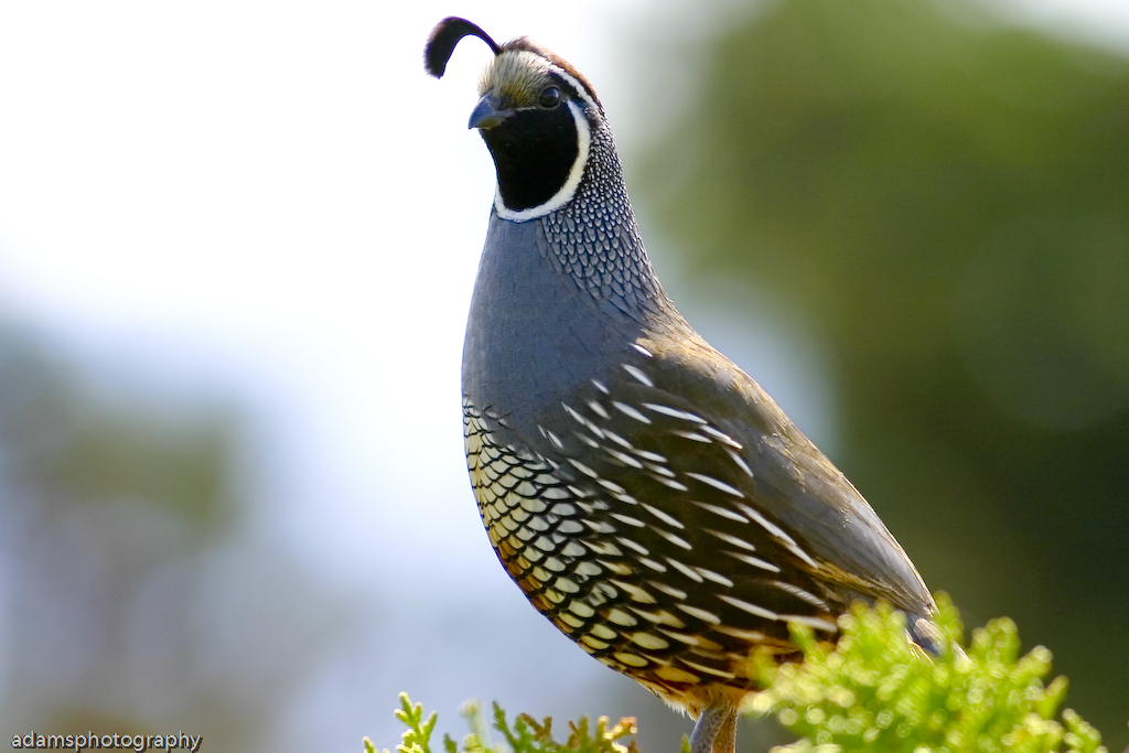 Image of California Quail