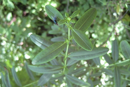 Image of shrubby St. Johnswort