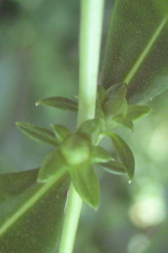 Imagem de Hypericum prolificum L.