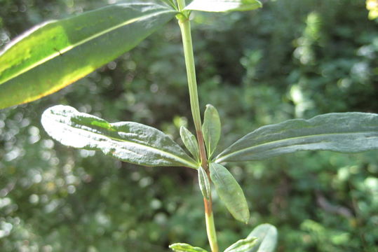 Image of shrubby St. Johnswort