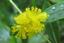 Image of shrubby St. Johnswort