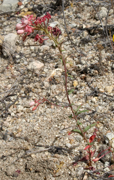 Eremothera boothii subsp. decorticans (Hook. & Arn.) W. L. Wagner & Hoch resmi