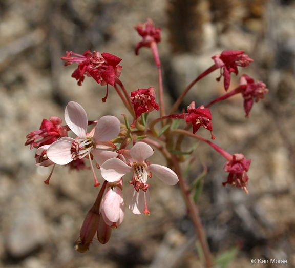 Eremothera boothii subsp. decorticans (Hook. & Arn.) W. L. Wagner & Hoch resmi