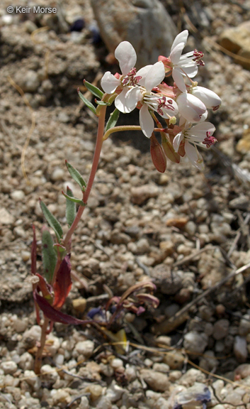 Eremothera boothii subsp. decorticans (Hook. & Arn.) W. L. Wagner & Hoch resmi