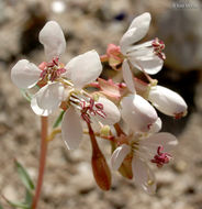 Eremothera boothii subsp. decorticans (Hook. & Arn.) W. L. Wagner & Hoch resmi