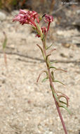 Eremothera boothii subsp. decorticans (Hook. & Arn.) W. L. Wagner & Hoch resmi