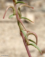 Eremothera boothii subsp. decorticans (Hook. & Arn.) W. L. Wagner & Hoch resmi