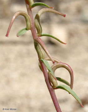 Eremothera boothii subsp. decorticans (Hook. & Arn.) W. L. Wagner & Hoch resmi