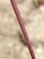 Eremothera boothii subsp. decorticans (Hook. & Arn.) W. L. Wagner & Hoch resmi