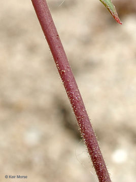 Imagem de Eremothera boothii subsp. decorticans (Hook. & Arn.) W. L. Wagner & Hoch