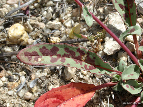 Eremothera boothii subsp. decorticans (Hook. & Arn.) W. L. Wagner & Hoch resmi