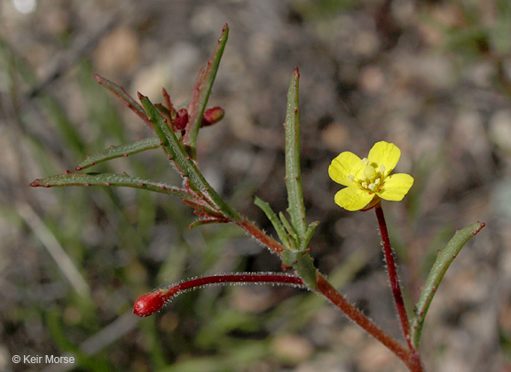 Image of plains evening primrose