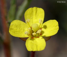 Image of plains evening primrose