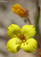 Image of plains evening primrose