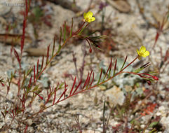 Image of plains evening primrose