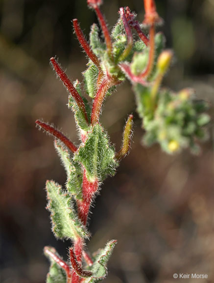 Image de Camissoniopsis hirtella (Greene) W. L. Wagner & Hoch