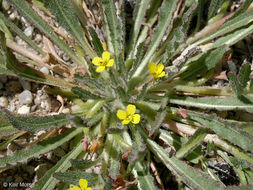 Image de Camissoniopsis micrantha (Hornem. ex Spreng.) W. L. Wagner & Hoch