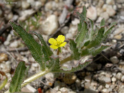 Image de Camissoniopsis micrantha (Hornem. ex Spreng.) W. L. Wagner & Hoch