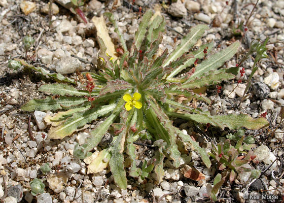 Image de Camissoniopsis micrantha (Hornem. ex Spreng.) W. L. Wagner & Hoch