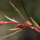 Image of sandysoil suncup