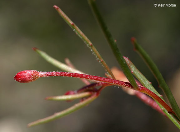 Image of sandysoil suncup