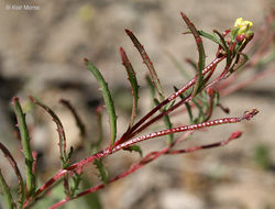 Image of sandysoil suncup