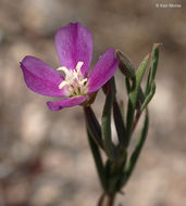 Imagem de Clarkia affinis H. & M. Lewis