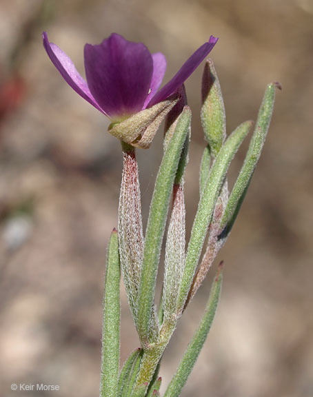 Imagem de Clarkia affinis H. & M. Lewis